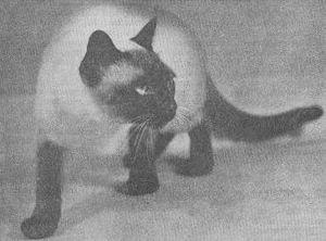 siamtrad 1937-siamese